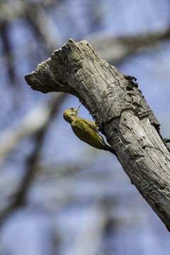 Слика од Veniliornis passerinus (Linnaeus 1766)