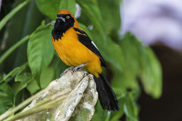 Image of Orange-backed Oriole