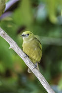 Image of Palm Tanager