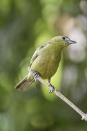 Image of Palm Tanager