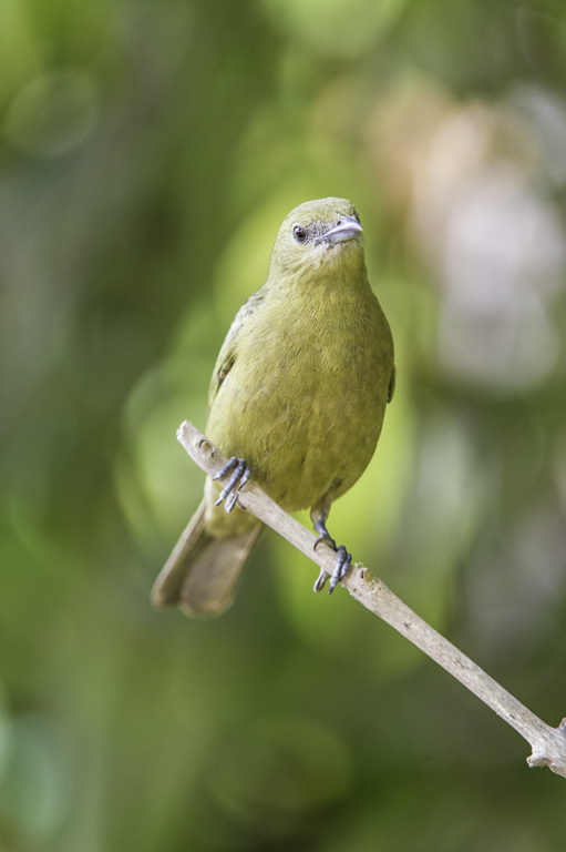 Image of Palm Tanager