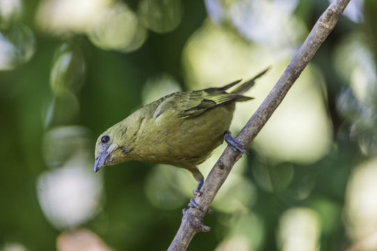 Image of Palm Tanager