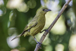 Image of Palm Tanager