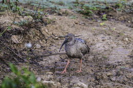 Image of Plumbeous Ibis