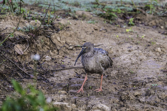 Imagem de Theristicus caerulescens (Vieillot 1817)