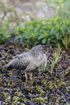 Image of Plumbeous Ibis