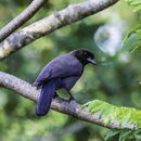 Image of Purplish Jay