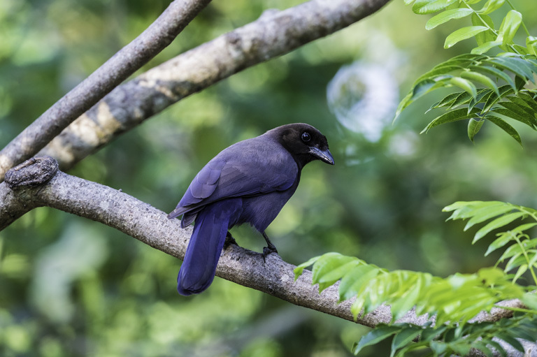 Image of Purplish Jay