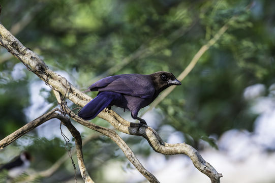 Image of Purplish Jay