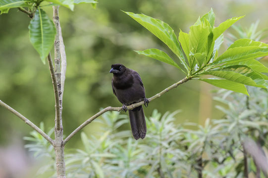 Image of Purplish Jay