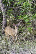 Image of South American Red Brocket