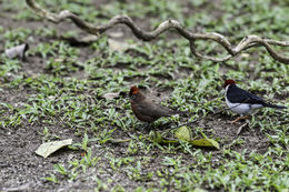 Image of Red Pileated Finch