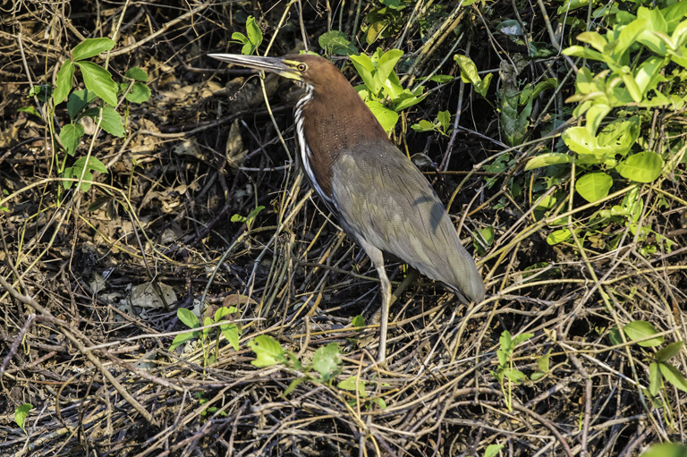 Image of Rufescent Tiger Heron