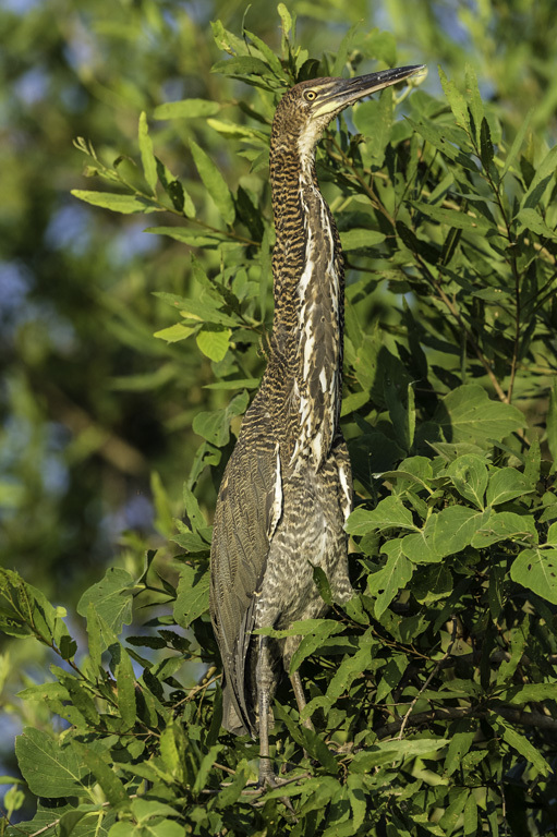 Image of Rufescent Tiger Heron