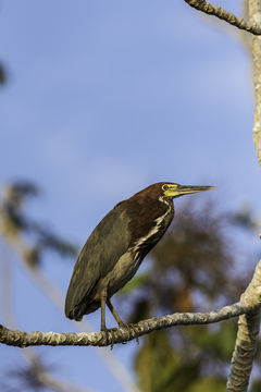 Image of Rufescent Tiger Heron