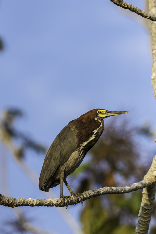 Image of Rufescent Tiger Heron