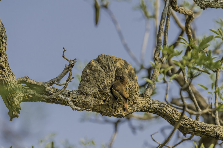 Image of Rufous Hornero