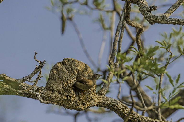 Image of Rufous Hornero