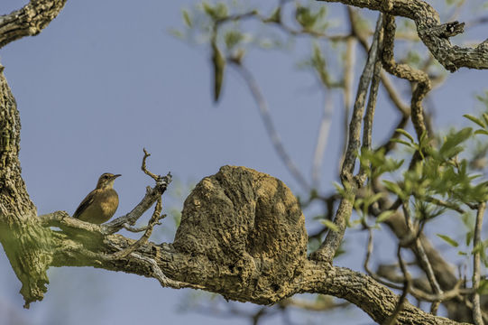 Image of Rufous Hornero