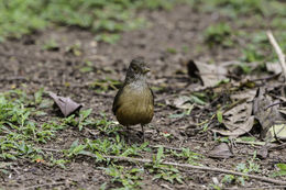 Image of Rufous-bellied Thrush