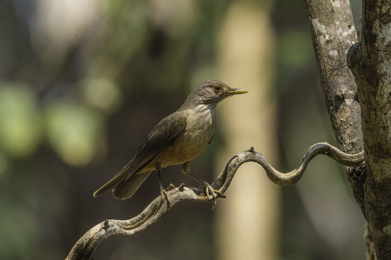 Image of Rufous-bellied Thrush