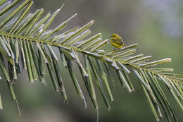 Image of Saffron Finch