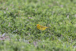 Image of Saffron Finch