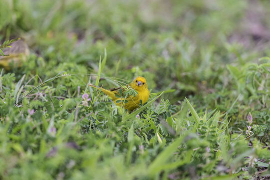 Image of Saffron Finch