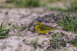 Image of Saffron Finch