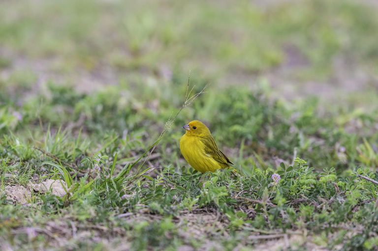 Image of Saffron Finch