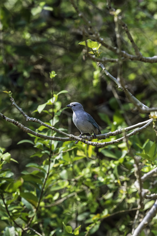 Image of Sayaca Tanager