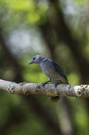 Thraupis sayaca (Linnaeus 1766) resmi