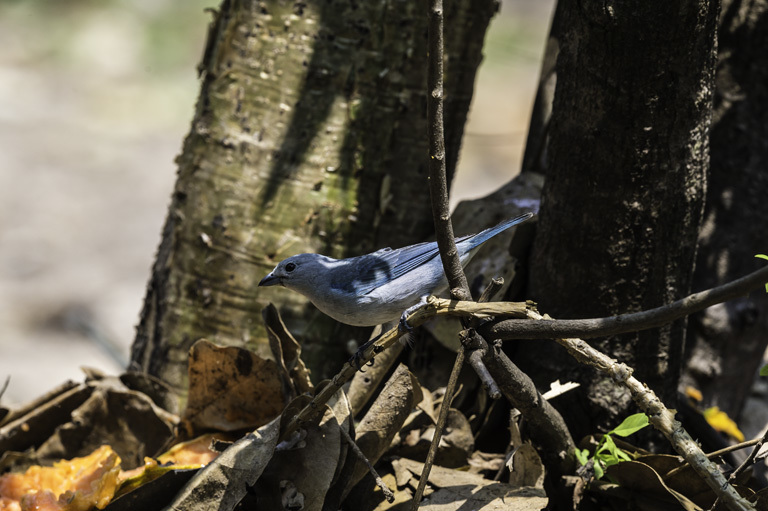 Image of Sayaca Tanager