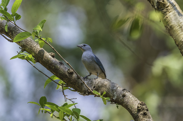 Image of Sayaca Tanager