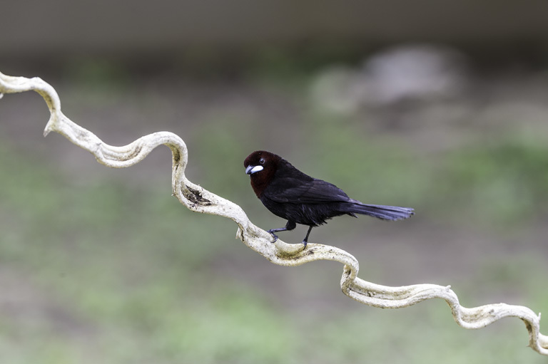 Image of Silver-beaked Tanager