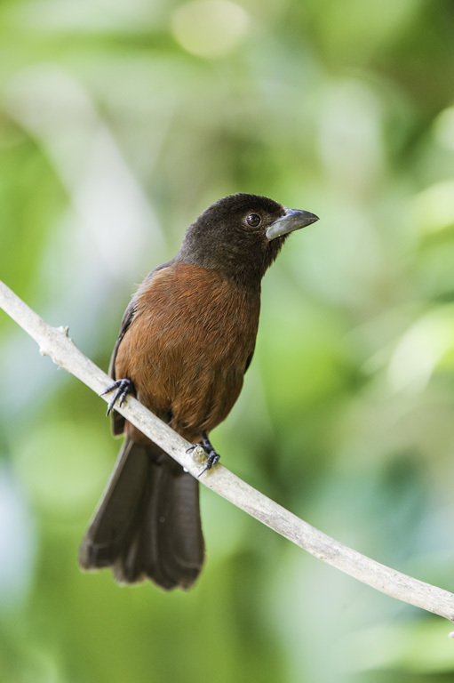 Image of Silver-beaked Tanager