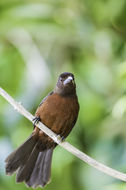 Image of Silver-beaked Tanager