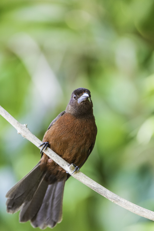 Image of Silver-beaked Tanager