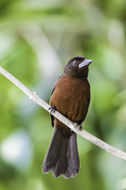 Image of Silver-beaked Tanager