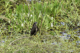 Image of Snail Kite