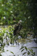 Image of Snail Kite