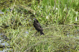 Image of Snail Kite