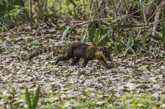 Image of South American Coati