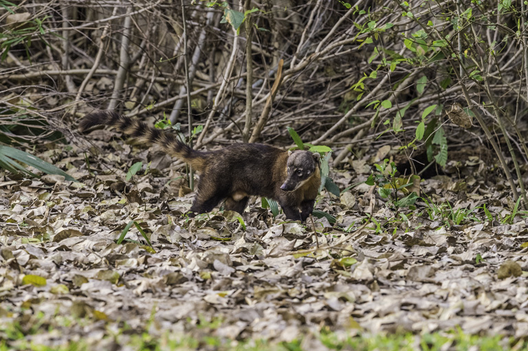 Image of South American Coati