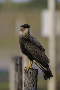 Caracara plancus (Miller & JF 1777)的圖片