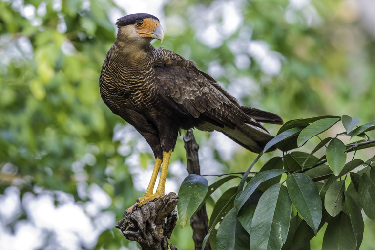 Image of Crested Caracara