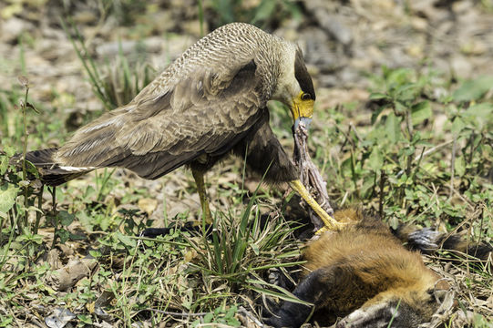 Image of Crested Caracara