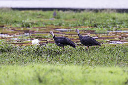 Image of Southern Screamer