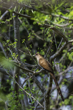 صورة Piaya cayana (Linnaeus 1766)