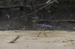 Image of Sunbittern